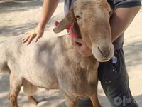Kambing jantan, Arashan sheep — foto 8