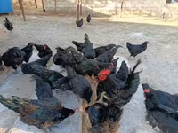 Australorp — zdjęcie 2