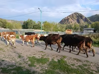 Mucca, Simmental cattle — foto 4