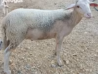 Widder, Luzein sheep — Foto 2