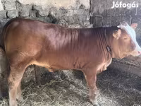 Lo’, Limousin cow — sawirka 2