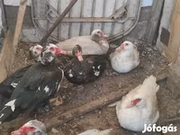 Ducks — புகைப்படம் 2