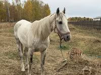 Kůň, Horse breed — foto 4