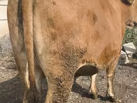 گاو ماده, گاو — عکس 1