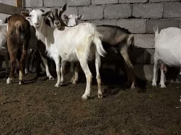 Коза, Saanen goat