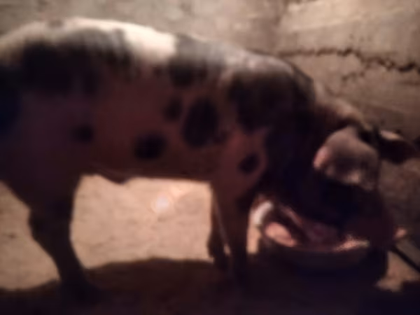Boar,  — Russia