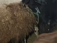 Sheep (batch, sex not specified), Sheep — photo 1