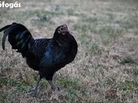 Australorp — foto 5