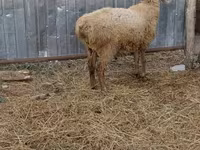 Beran, Hissar sheep — foto 2