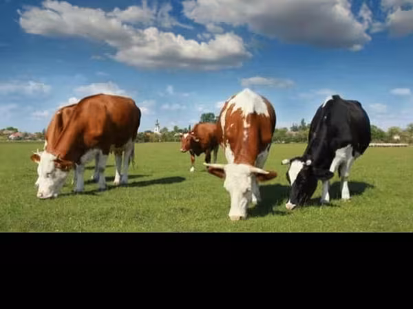 گاو ماده, Simmental cattle