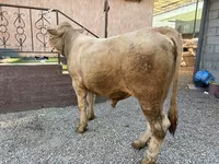 Býk, Charolais cattle — foto 3