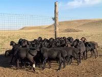 Berbec, Hissar sheep — foto 4