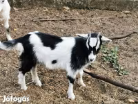 بز نر, بز — عکس 4
