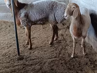 قوچ, Arashan sheep — عکس 4