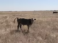 گاو ماده, Latvian Blue cattle — عکس 5