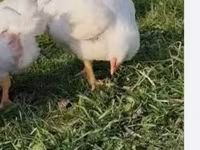 Chickens — फ़ोटो 2