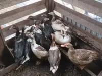 Ducks — foto 3