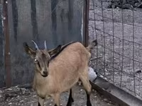 Koza, Alpine goat — foto 2