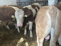 公牛, Simmental cattle — 照片 5