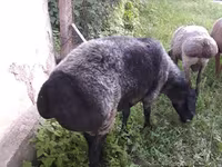 گوسفند (گروه، جنسیت مشخص نشده), گوسفند — عکس 2