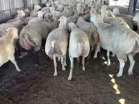 میش, گوسفند — عکس 3