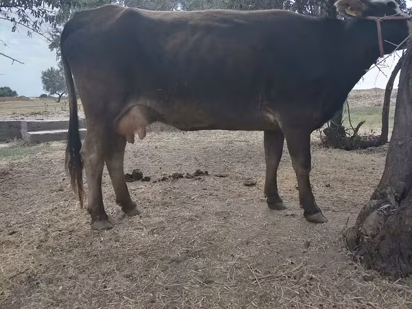 Mucca, Brown Latvian