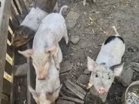 Pigs (batch, sex not specified) — photo 1
