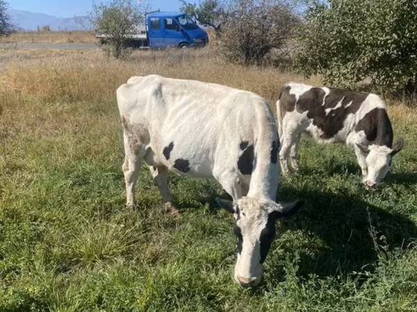 Kuh, Holstein-Rasse