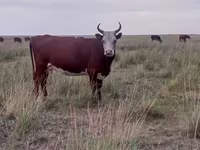 ላም, Latvian Blue cattle — ፎቶ 6