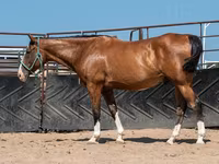اسب نر, Quarter Horse — عکس 8