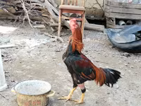 Chickens — sawirka 4