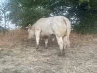 ወንድ በሬ, Charolais cattle — ፎቶ 6