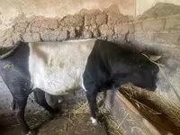 Lembu jantan, Hereford — foto 2