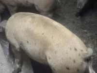 Säue, Schweine — Foto 1