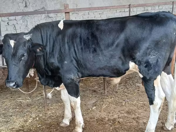 Byk, Russian Black pied cattle
