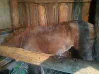 Kuda betina, Horses — foto 5
