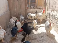Chickens — عکس 4