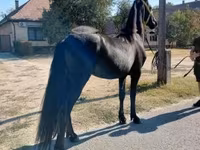 اسب نر, Friesian — عکس 5