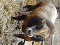 Bull, Partenaise cattle — photo 1