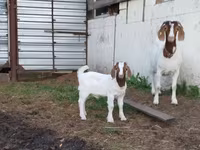 Capra, Saanen goat — foto 2