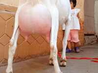 बकरा, Saanen goat — फ़ोटो 5