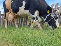 ላም, Russian Black pied cattle — ፎቶ 4