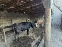 Býk, Russian Black pied cattle — foto 4