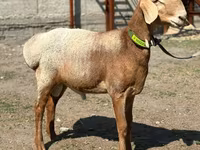 Vædder, Arashan sheep — foto 7