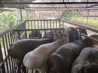 Kambing jantan, Sheep — foto 1