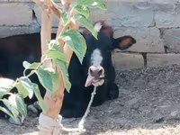 Lembu betina, Cattle — foto 2