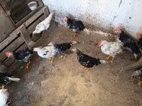 Chickens — 照片 6