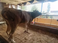 Kuh, Swiss cattle — Foto 2