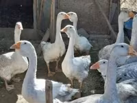 Geese — புகைப்படம் 2