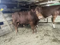 Stier, Limousin koe — foto 4